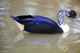 Black Bird With Blue Head And Neck Pin On Duck Hunt