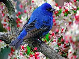 For someone who loves birds very much, download free birds wallpapers for your desktop. Beautiful Birds Wallpapers Wallpaper Cave