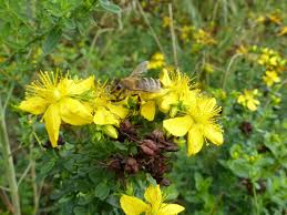 Schon Lange Gehort Das Johanniskraut Zu Den Bekanntesten Arzneipflanzen Hypericum Perforatum Das Tupfel Johanniskraut Wird Bi In 2020 Pflanzen Stauden Johanniskraut