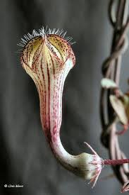 Image result for Ceropegia crassifolia
