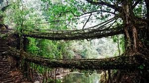 Famous for its high rainfall, subtropical forests and biodiversity, it is abutted by assam in the north and east and by bangladesh in the south. Visiting Meghalaya You Now Need To Register With The Govt First Conde Nast Traveller India Trends