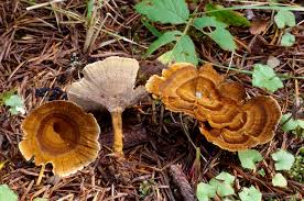 Image result for Pancovia holtzii