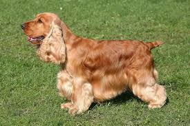 The coat of the cocker spaniel is varied in length with the hair on the head short and sleek and the hair on the ears, neck and chest being moderately long and well. English Cocker Spaniel Dog Breed Information