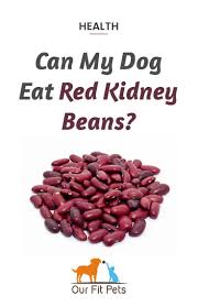 Big cats will eat the whole of an animal that they kill. Can My Dog Eat Red Kidney Beans Our Fit Pets Red Kidney Bean Chili Dishes Beans