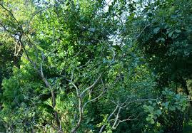 Image result for Coula edulis