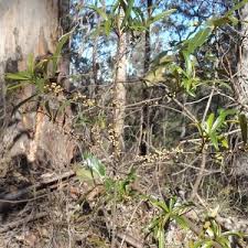 Image result for Myrsinaceae