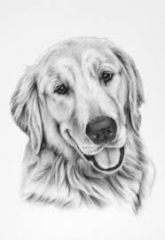 Pet Portrait Pet Memorial Custom Charcoal Drawing Dog Art Etsy Dog Sketch Pet Portraits Dog Portraits
