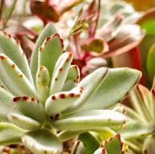 Panda Plant Kalanchoe Plants Colorful Succulents Succulents