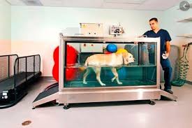 Pin De Mooney Em Vet Hospital Design Em 2020 Clinica Veterinaria Abrigo De Animais Hospital Veterinario