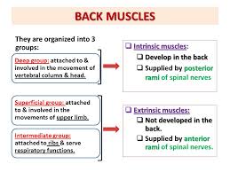 The back anatomy includes the latissimus dorsi, trapezius, erector spinae, rhomboid, and the teres major. Muscles Of Back By Prof Ahmed Fathalla Dr Sanaa Alshaarawy Ppt Video Online Download