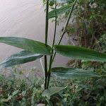 Image result for Acroceras zizanioides