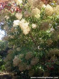 Image result for Nuxia floribunda