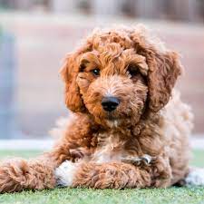 I work closely with each new puppy owner to assure they are getting the puppy that will fit into their family. Goldendoodle Puppies Near Dallas Tx Home Southland Puppies