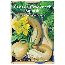 Image result for Cucurbita moschata