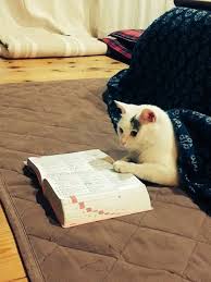 Pin By Tuanna Yagiz On Lovely Cats Cute Cats Cats Pretty Cats