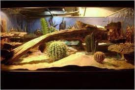 Making a bearded dragon enclosure diy | terrarium for bearded dragon. Bearded Dragon Cage Building Plans