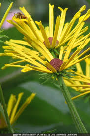 Image result for Ottelia kunenensis