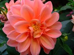 asteraceae 菊科 dahlia dahlia x hybrida 大麗菊 beautiful flowers beautiful flowers garden flowers