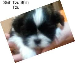 Shih tzus have happy, outgoing personalities and a big desire to be around people, whether that is sitting with you on the couch or taking a walk through the neighborhood. Bwvdsvqkfkongm