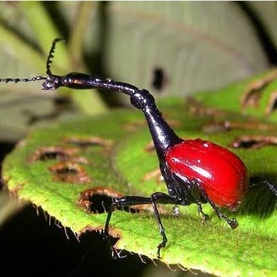 D�nyan�n En �lgin� 10 Hayvan�