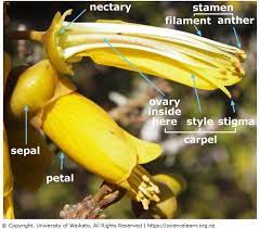 Located in the center of the flower, the pistil holds the ovules, or what will become. Flower Parts Science Learning Hub