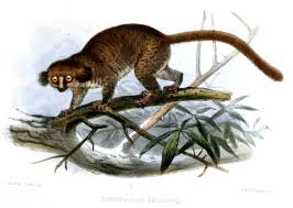 Image result for Allophylus lastoursvillensis