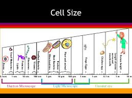We did not find results for: Ppt Animal Cells Powerpoint Presentation Free Download Id 1105039