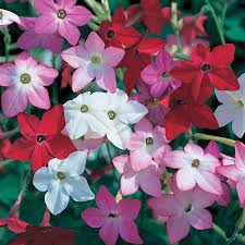 From the peruvian coast and loved in uk gardens. Perfume Hybrid Mix Flowering Tobacco Seeds Park Seed