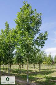 Image result for Fraxinus americana