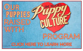 Quick view add to cart. Jane Killion Shares The Evolution Of Puppy Culture Pure Dog Talk