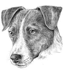 Pin Di Plinio Vitari Su Disegni In Liberta Disegni Di Cane Disegni Schizzo Del Viso