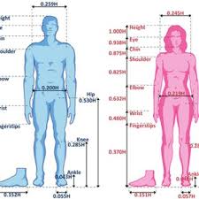 Maybe you would like to learn more about one of these? Standard Properties Of The Male And Female Bodies Download Scientific Diagram