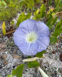 Image result for Bonamia