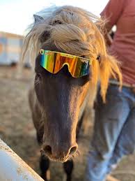 A new red, white, and blue pair to add to your collection, brought to you. Pit Viper On Twitter Feel Free To Expect More In June But Remember That Expectations Lead To Disappointment All Stock Is Limited Buy This Shit Like It S Your Last Chance And Don T