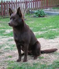 Australian Kelpie Breed Info Pictures Characteristics Hypoallergenic No Australian Dog Breeds Black Dogs Breeds Dog Breeds