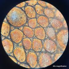The liquid will move across the slide under the tape. Under The Microscope Leopard Gecko Skin Office For Science And Society Mcgill University