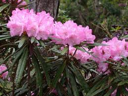 Rhododendron Makinoi