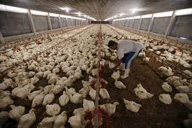 In the past two decades, production has increased substantially. A Poultry Farm In Southeast Asia Plays Classical Music For Its Chickens