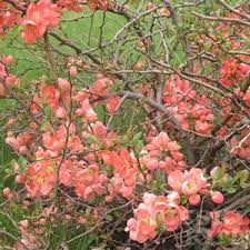 Flowering quince for sale uk. Buy Cheap Chaenomeles Superba Salmon Horizon Shrubs Online Shrubs For Sale Uk Buy Flowering Quince Online