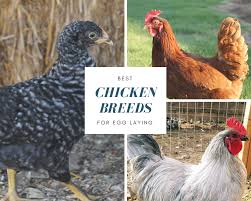 The leghorn is the undisputed champion of laying large numbers of white eggs. Best Chicken Breeds For Egg Laying A Frugal Homestead