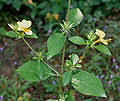 Image result for Barleria grandipetala