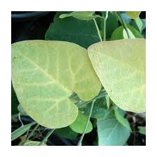 Image result for Aristolochia triactina