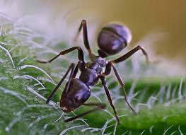 Superior products · free planning assistance · unmatched experience Odorous House Ant Identification Guide