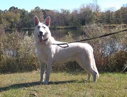 White german shepherd puppies missouri. Adult Dogs Puppies Arriving 7 9 21 Accepting Reservations