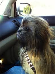 And Now For Some Dogs In Star Wars Costumes Chewbacca Dog Animals Cute Animals