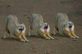 25 Incredibly Lucky Photographs Of Animals Yawning Animals Funny Animal Pictures Animals Wild