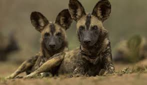 Image result for Facts About Wild Dogs