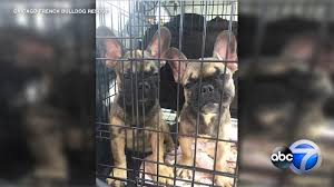 Our adoption fees offset only a portion of the veterinary expenses for the dogs in fbrn. 23 French Bulldog Puppies Rescued From Texas Brought To Chicago For Adoption Abc7 Chicago