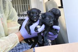 Pet adoption league, yukon, pennsylvania. Moving From Mississippi To A Better Life Rescue Animal League