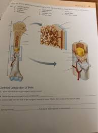 Solved Pevew Sheet8113 E The Key Key A Articular Cartila Chegg Com